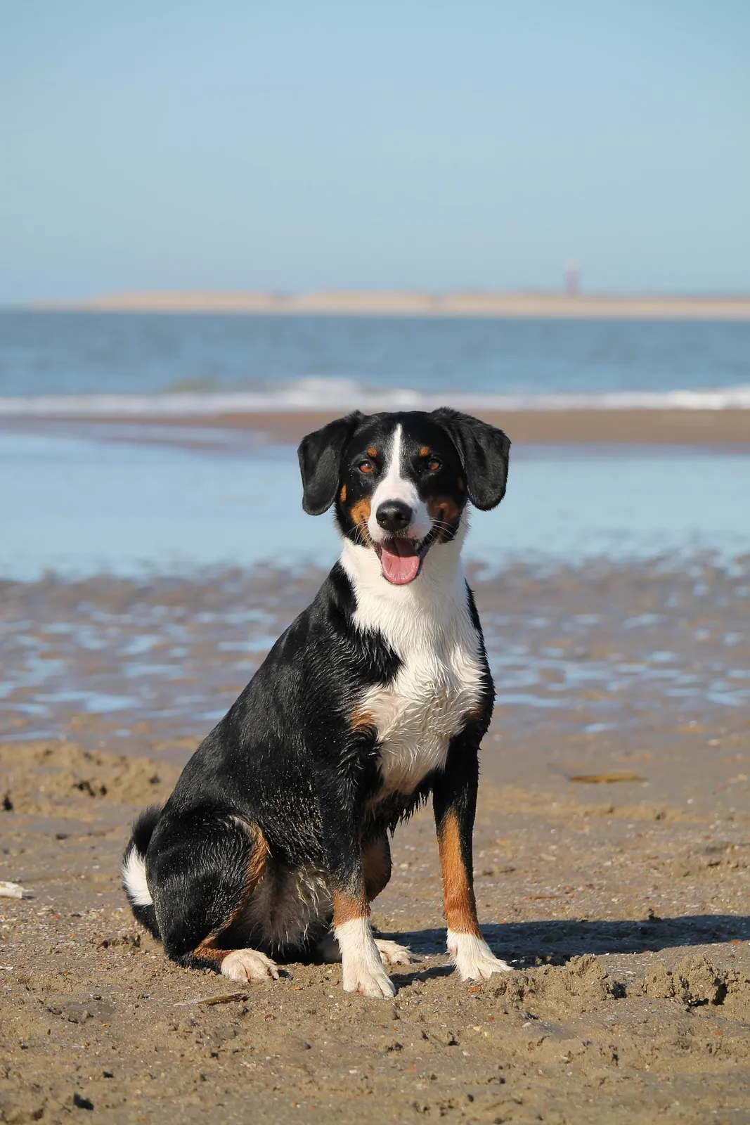 Dog sitting on the beach by the coast