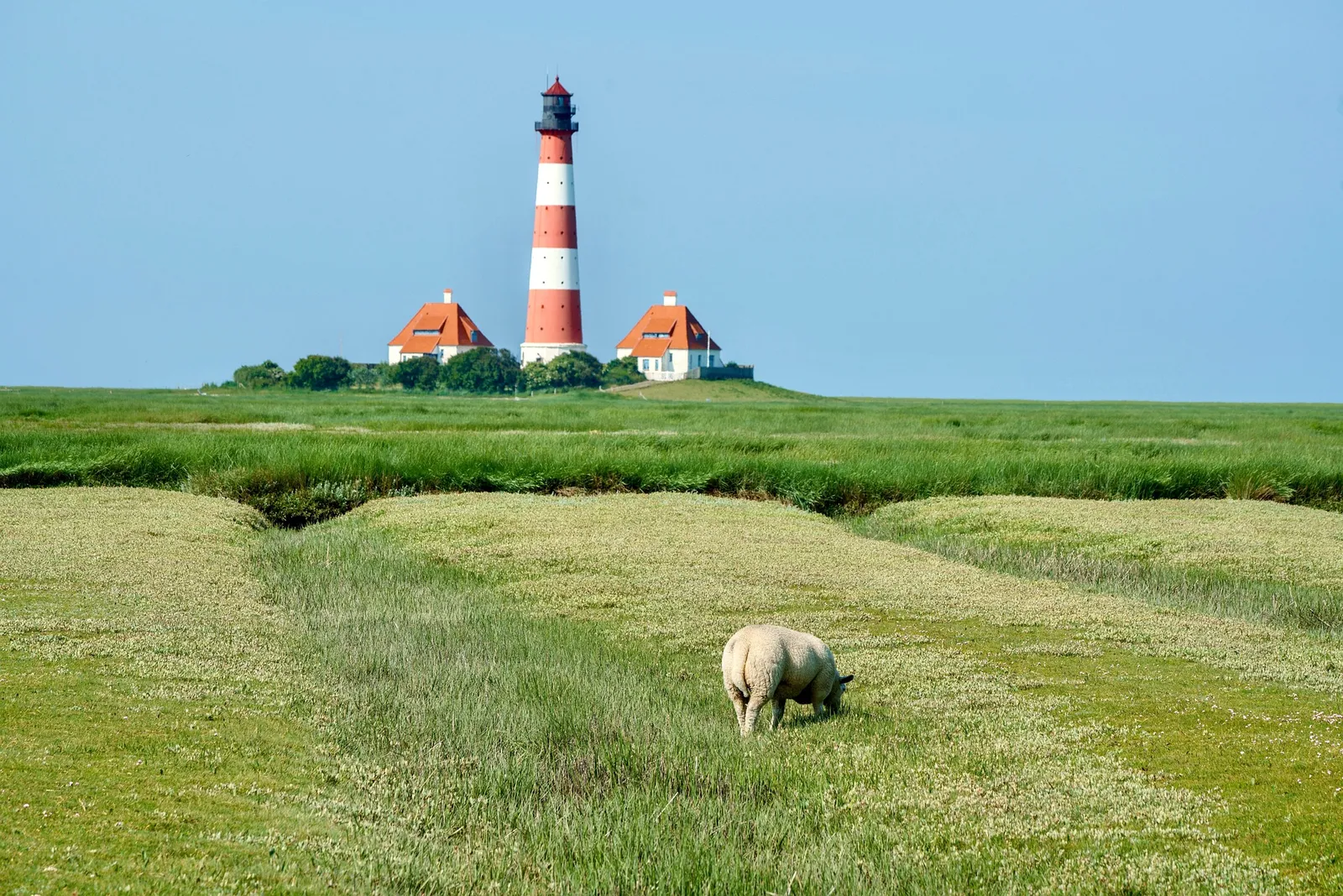 Lighthouse on the North Sea coast with a sheep on the salt marsh