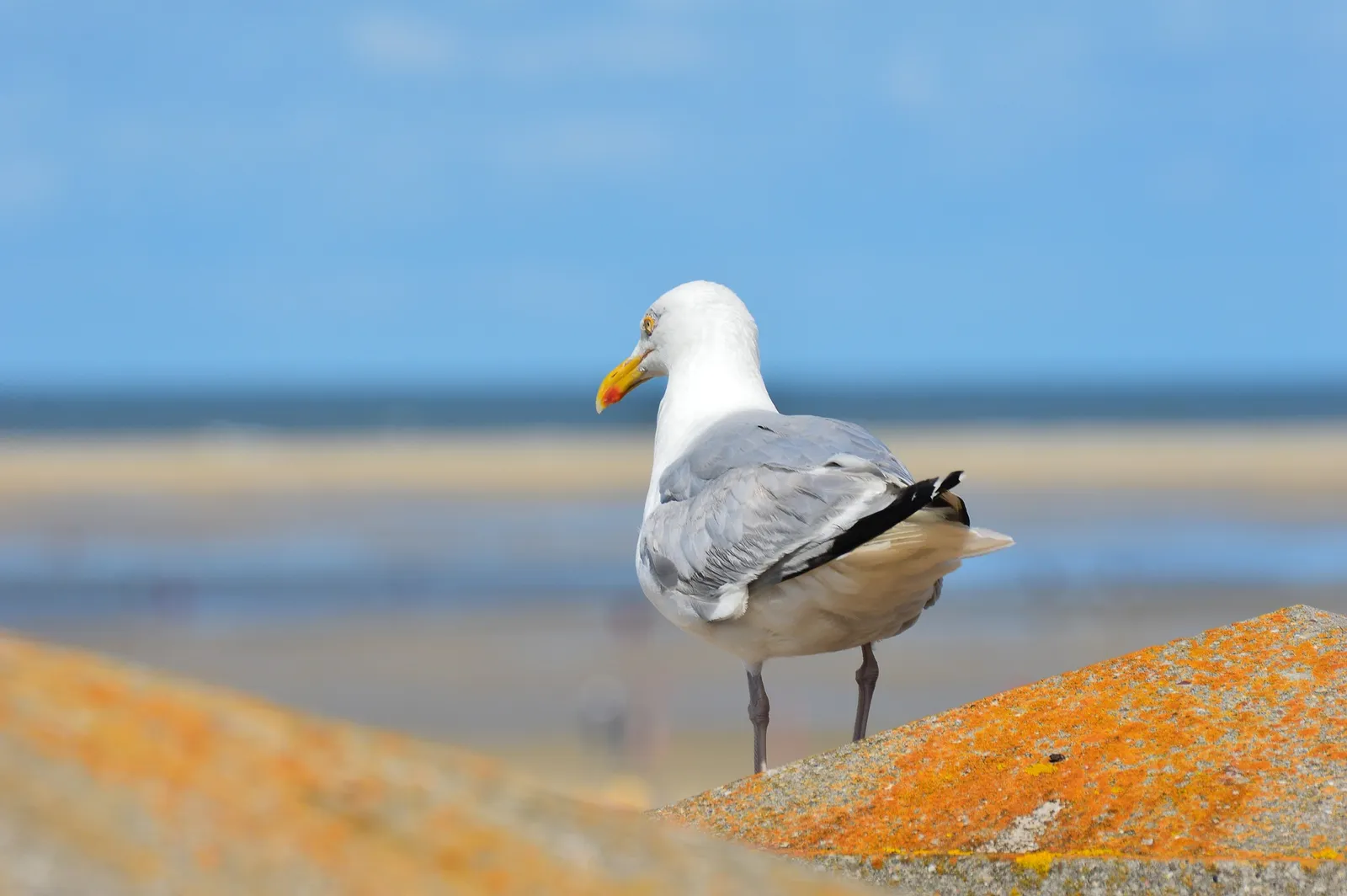 Seagull on the North Sea coast