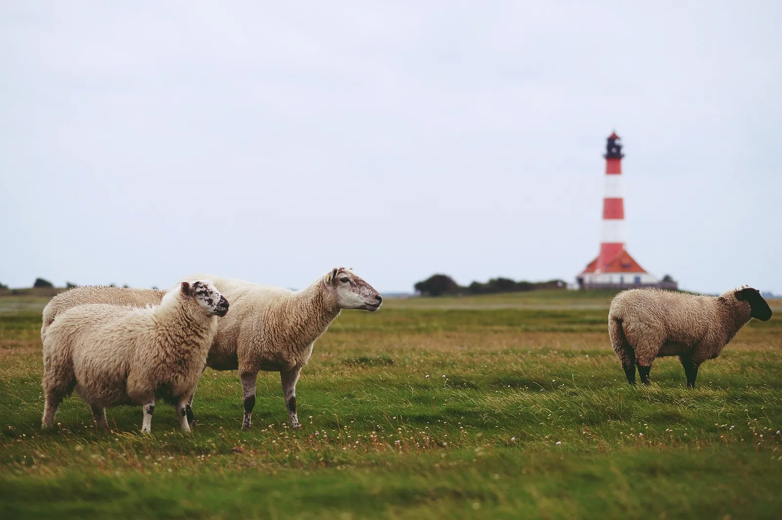 Nordseeküste in Schleswig-Holstein