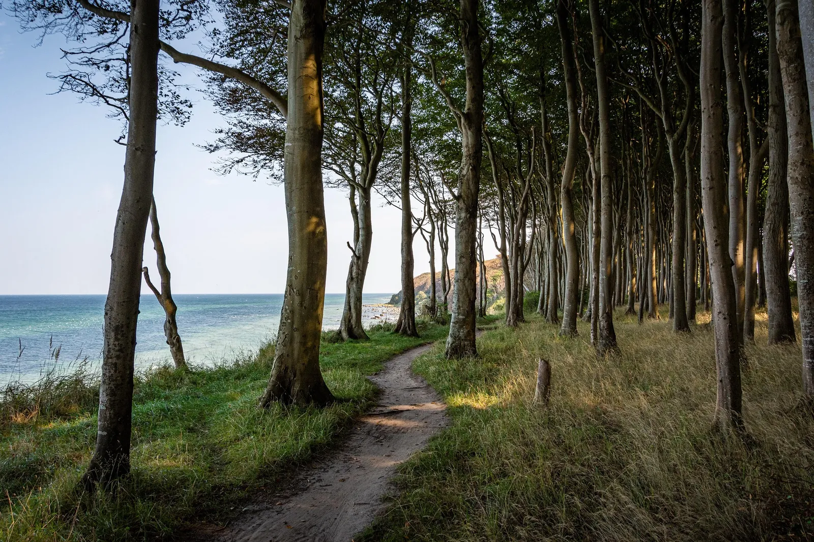 Coastal forest on the Baltic Sea with a view of the water