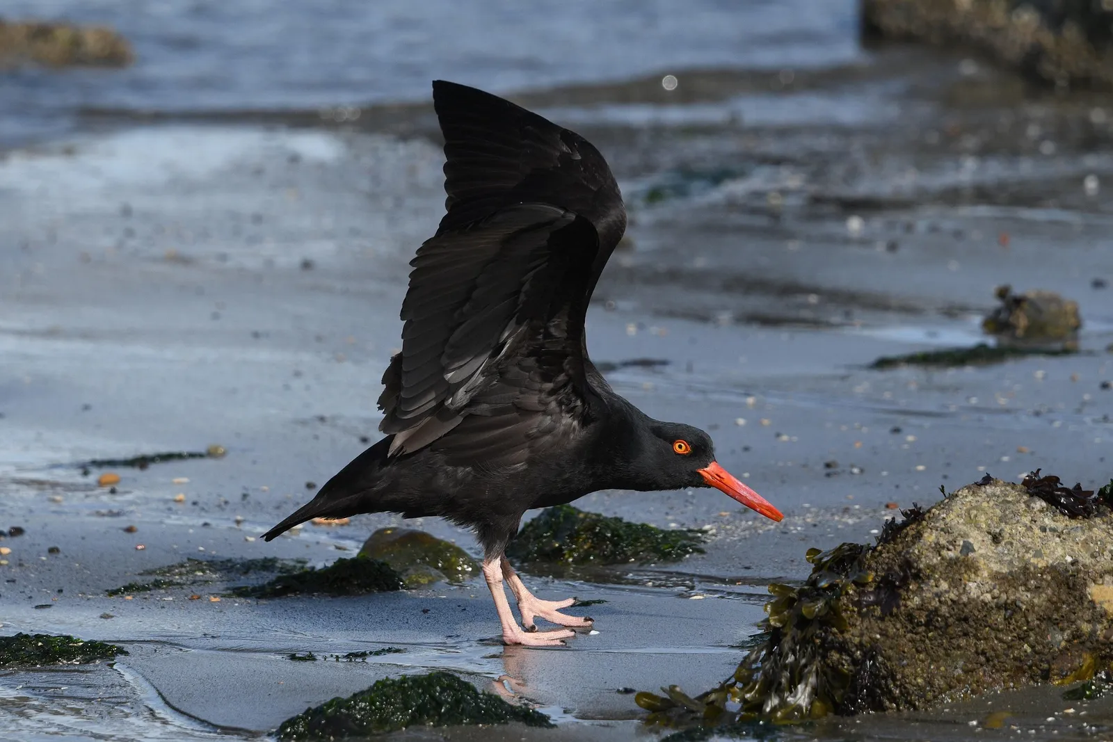 Coastal bird foraging by the water